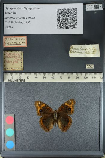 Media type: image;   Entomology 170374